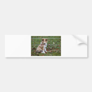 Super Cute Collie Bumpersticker