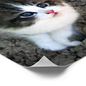 SUPER CUTE Kitten  Poster (Hoek)