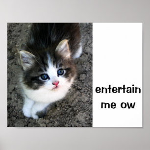 SUPER CUTE Kitten  Poster