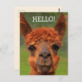 Super Cute Llama Hallo Briefkaart (Voorkant / Achterkant)