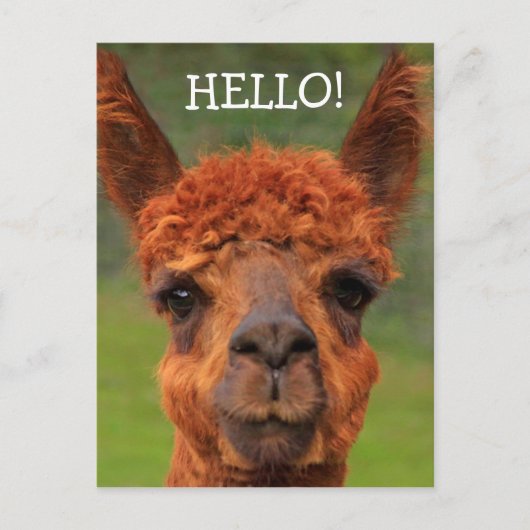 Super Cute Llama Hallo Briefkaart (Voorkant)