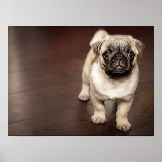 Super Cute Pug Poster (Voorkant)