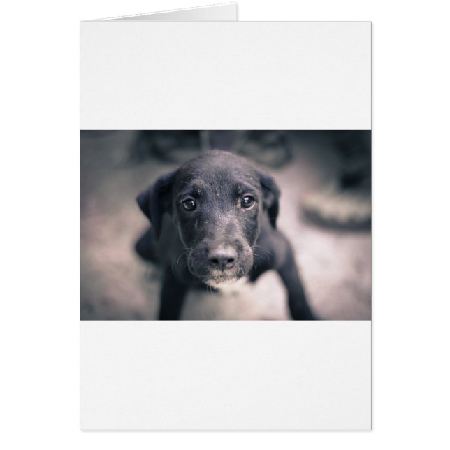 Super Cute Puppy Dog (Voorkant)