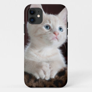 Super Cute White Kitten iPhone 11 Hoesje