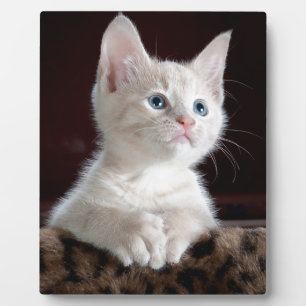 Super Cute White Kitten Fotoplaat