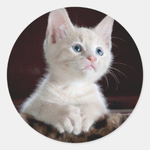 Super Cute White Kitten Ronde Sticker