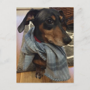 Super Dog. Briefkaart