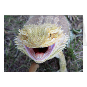 Super Happy Bearded Dragon