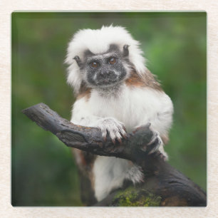 Super Schattige katoenen top tamarin primaat Glazen Onderzetter