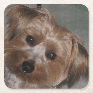 Super Sweet Yorkie Onderzetter Set