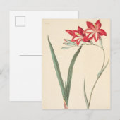 Superb Corn-Flag Briefkaart (Voorkant / Achterkant)
