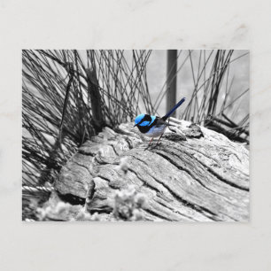 Superb Fairy Wren Blue Bird Briefkaart