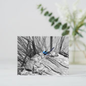 Superb Fairy Wren Blue Bird Briefkaart (Staand voorkant)