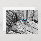 Superb Fairy Wren Blue Bird Briefkaart (Voorkant / Achterkant)