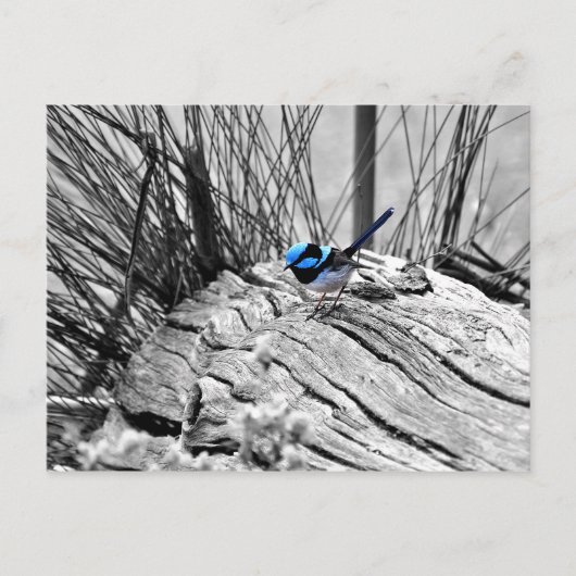 Superb Fairy Wren Blue Bird Briefkaart (Voorkant)