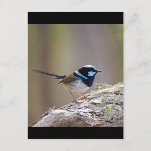 Superb Fairy-wren Briefkaart