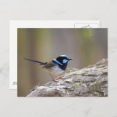 Superb Fairy-wren Briefkaart (Voorkant / Achterkant)