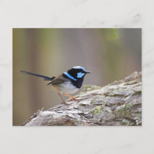 Superb Fairy-wren Briefkaart