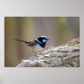 Superb Fairy-wren Poster (Voorkant)