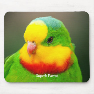 Superb Parrot Muismat