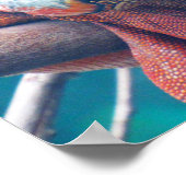 Superbe affiche colorée Iguana (Coin)