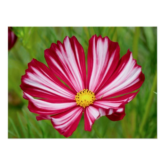 Superbe affiche de fleurs de cosmos rouge et blanc (Devant)
