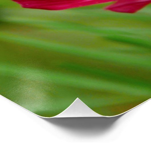 Superbe affiche de fleurs de cosmos rouge et blanc (Coin)