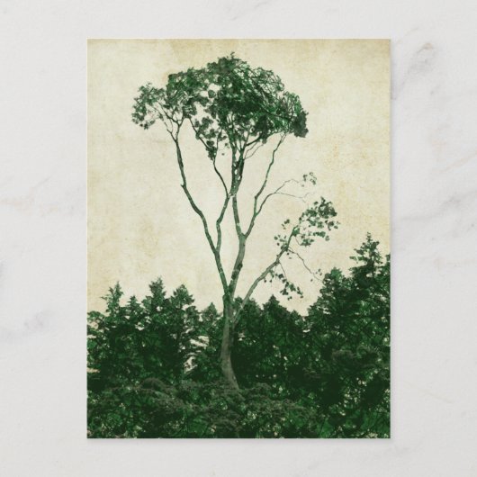 Superbe carte postale d'arbre vert (Devant)