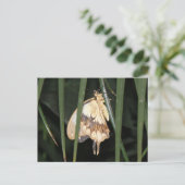 Superbe carte postale Moth (Debout devant)