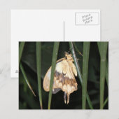 Superbe carte postale Moth (Devant / Derrière)