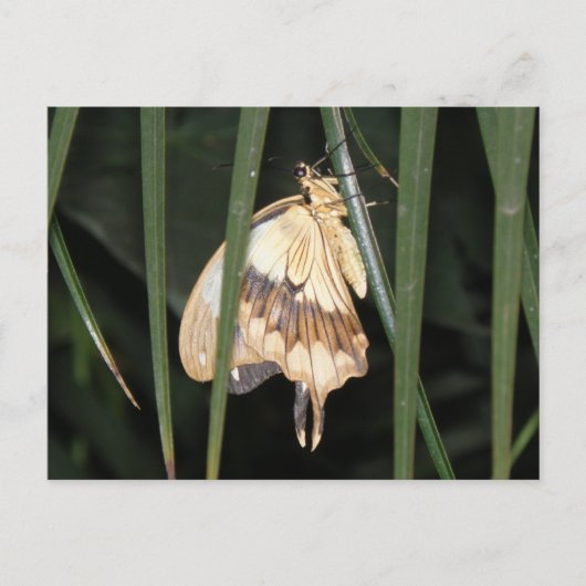 Superbe carte postale Moth (Devant)