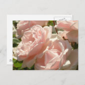 Superbe carte postale Rose (Devant / Derrière)