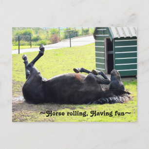 Superbe carte postale roulante Cheval