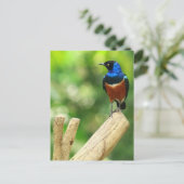 Superbe carte postale Starling (Debout devant)