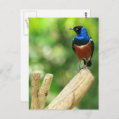 Superbe carte postale Starling (Devant / Derrière)