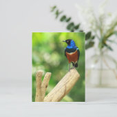 Superbe carte postale Starling (Debout devant)