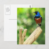 Superbe carte postale Starling (Devant / Derrière)