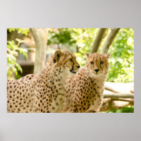 Superbe Cheetah Belle Poster Photo Chat