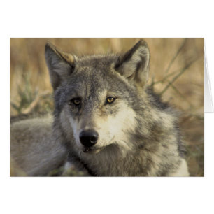 Superbe loup gris