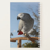 Superbe perroquet gris africain (Dos)