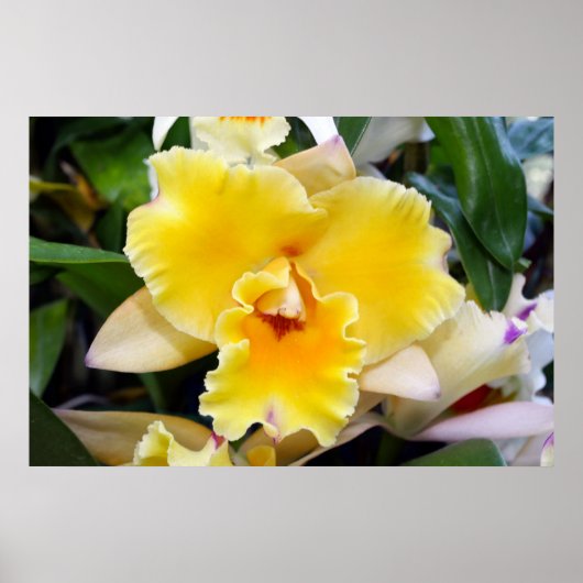 Superbe Poster d'orchidée exotique jaune (Devant)