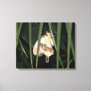 Superbe toile Moth Impression