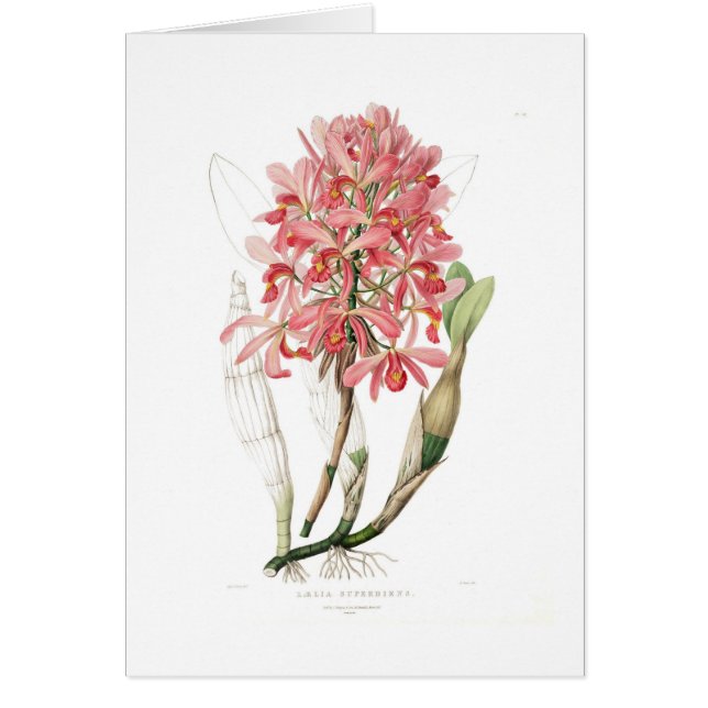 Superbiens de Laelia (Devant)