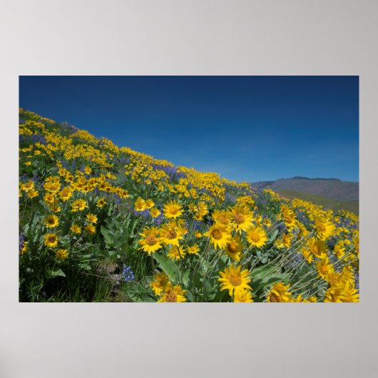 Superbloom met hoge woestijn poster (Voorkant)