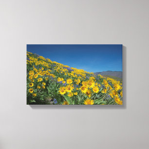 Superbloom van hoge woestijnbalsem canvas afdruk