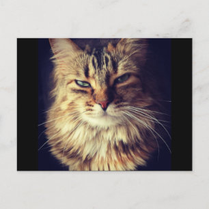 Superieur kattenbriefkaart voor postkruising briefkaart