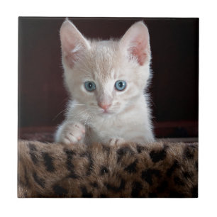 Supermooi Kitten met Mooie Ogen Tegeltje
