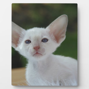 Superschattig Siamese Kitten Fotoplaat