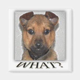 Superschattige puppy magnet magneet