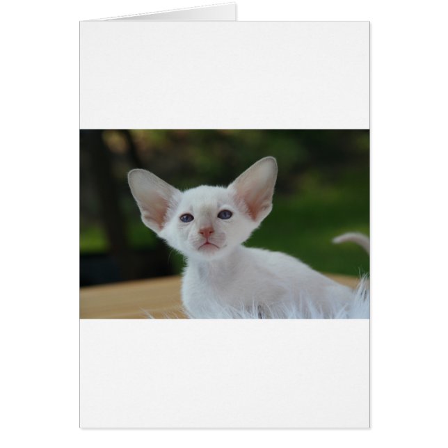 Superschoon Siamese kitten (Voorkant)